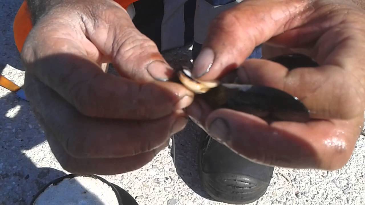 Pesca alla francese (innesco della cozza)