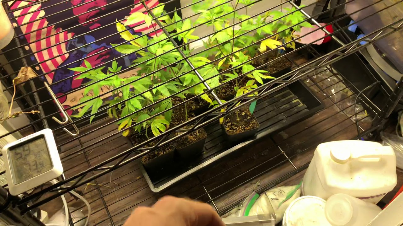 Mars Hydro SP150 Update