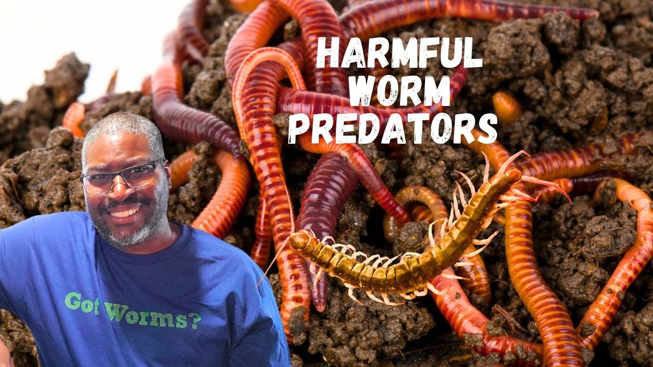 THESE HARMFUL PEST ARE Found Inside Of A Worm Bin