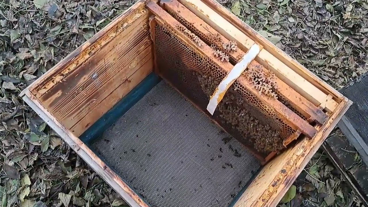 Tratament pentru Puietul Văros/ Chalk Brood treatment.