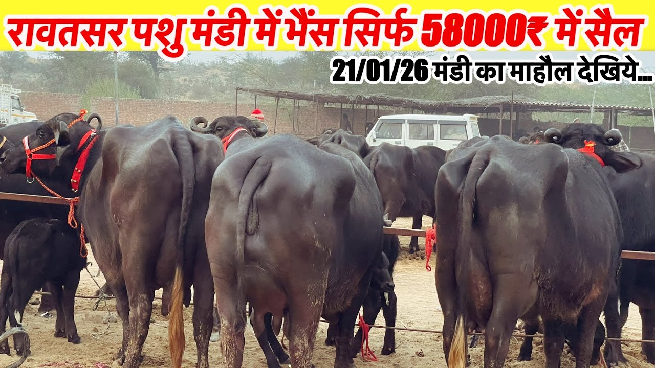 रावतसर पशु मंडी सें सिर्फ़ 58000₹ में भैंस ख़रीदो देखिये 21/01/26 को मंडी का माहौल कैसा रहा~Rawatsar