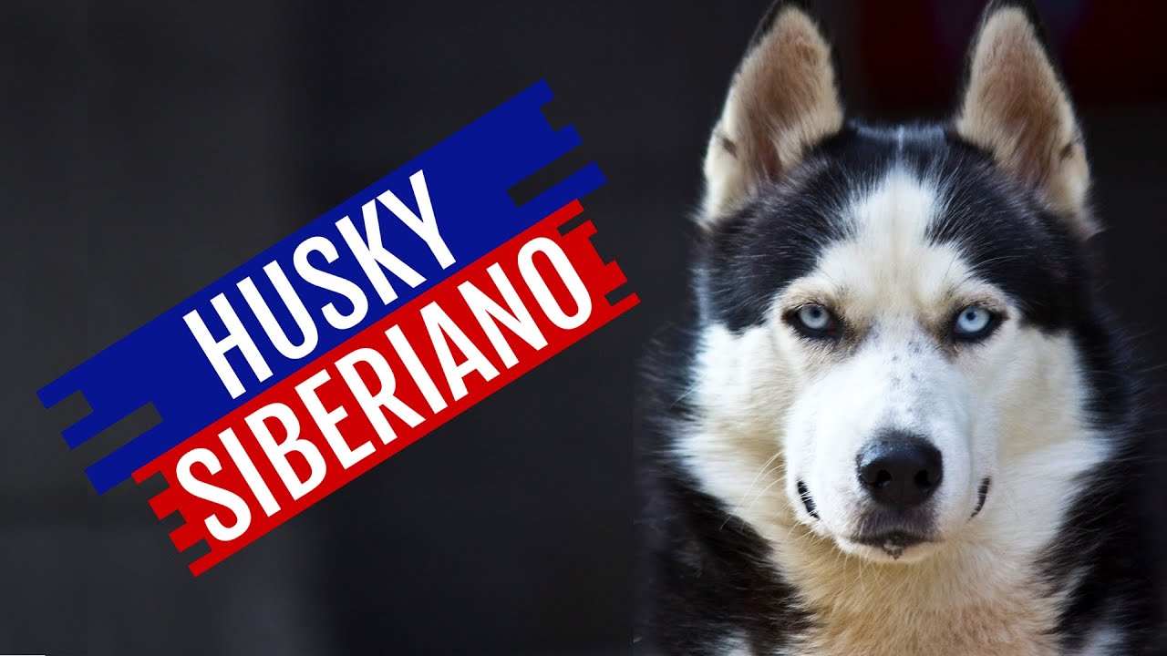Cino Ra&ccedil;a: HUSKY SIBERIANO