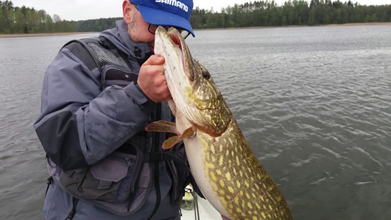 DUŻE Szczupaki z małej wody PZW /Majówka /Gumy Fox Rage /#szczupak #FoxRage #Pike #Shimano