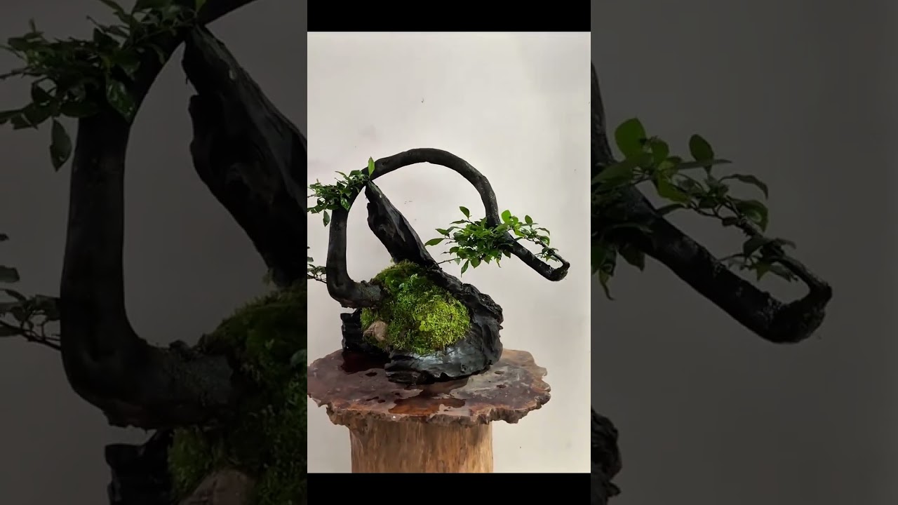 Bonsai và gỗ