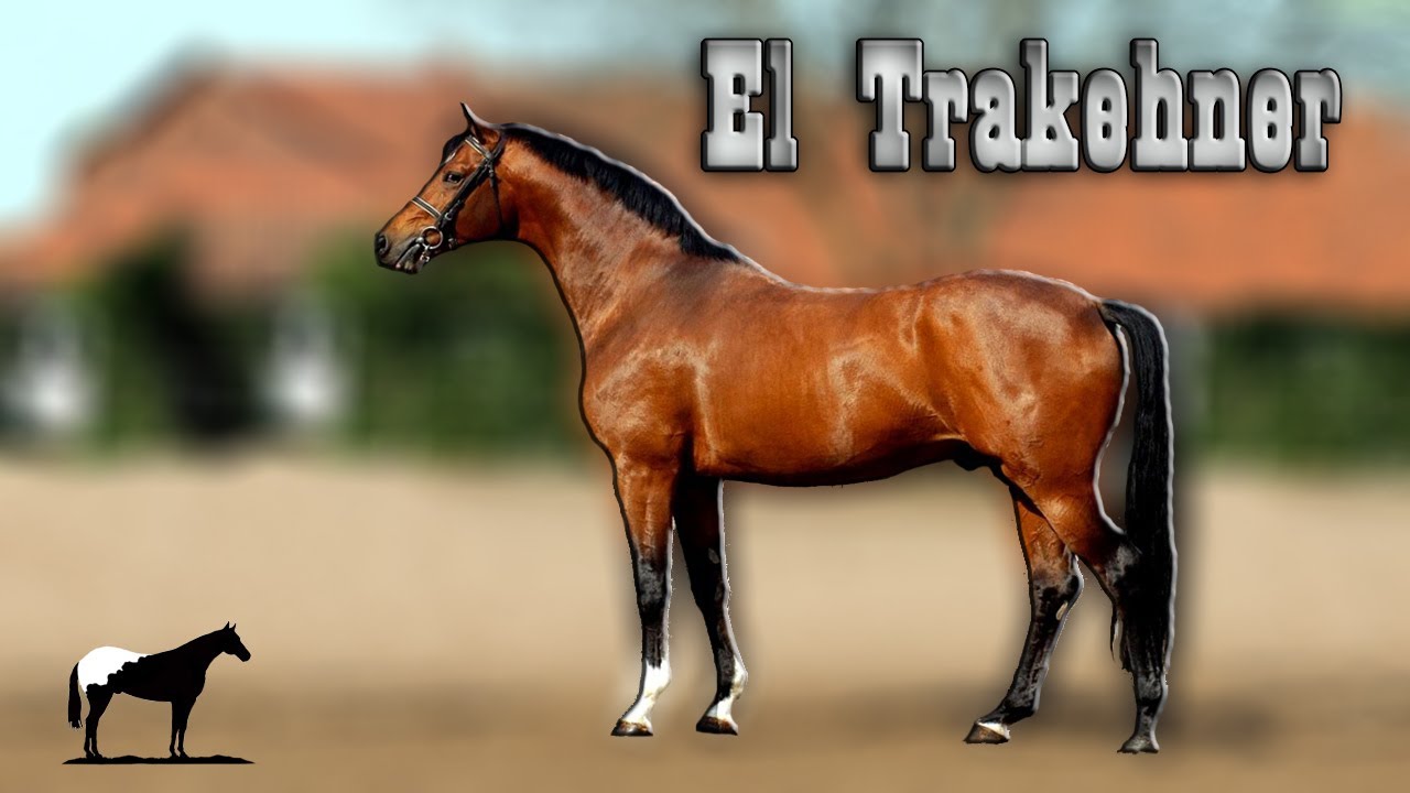De Ser El Caballo Mas Feo A Ser El Mas Elegante De Europa (Trakehner)🐴-Del Cerro Soy