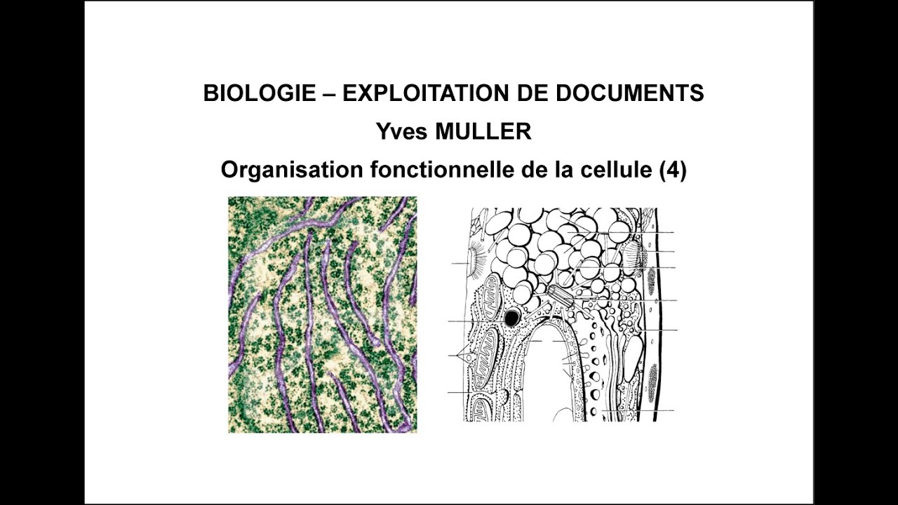4. Le système endomembranaire - Thème : Organisation fonctionnelle de la cellule