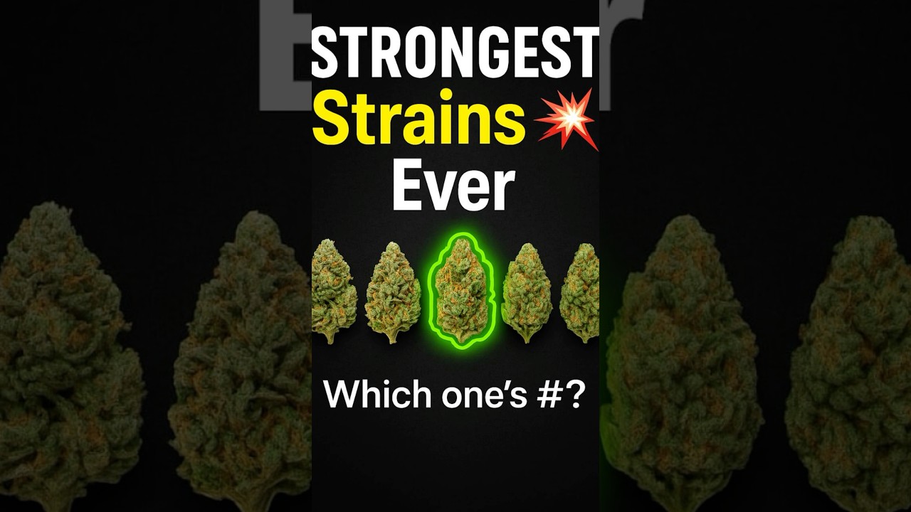 5 Strongest Cannabis Strains of All Time 🔥