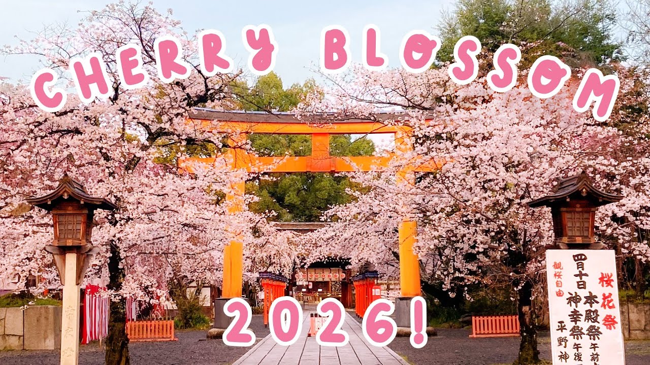 Где увидеть лучшее цветение сакуры в Японии в 2026 году! 🇯🇵 СПЕЦВЫПУСК ПО КИОТО 🇯🇵