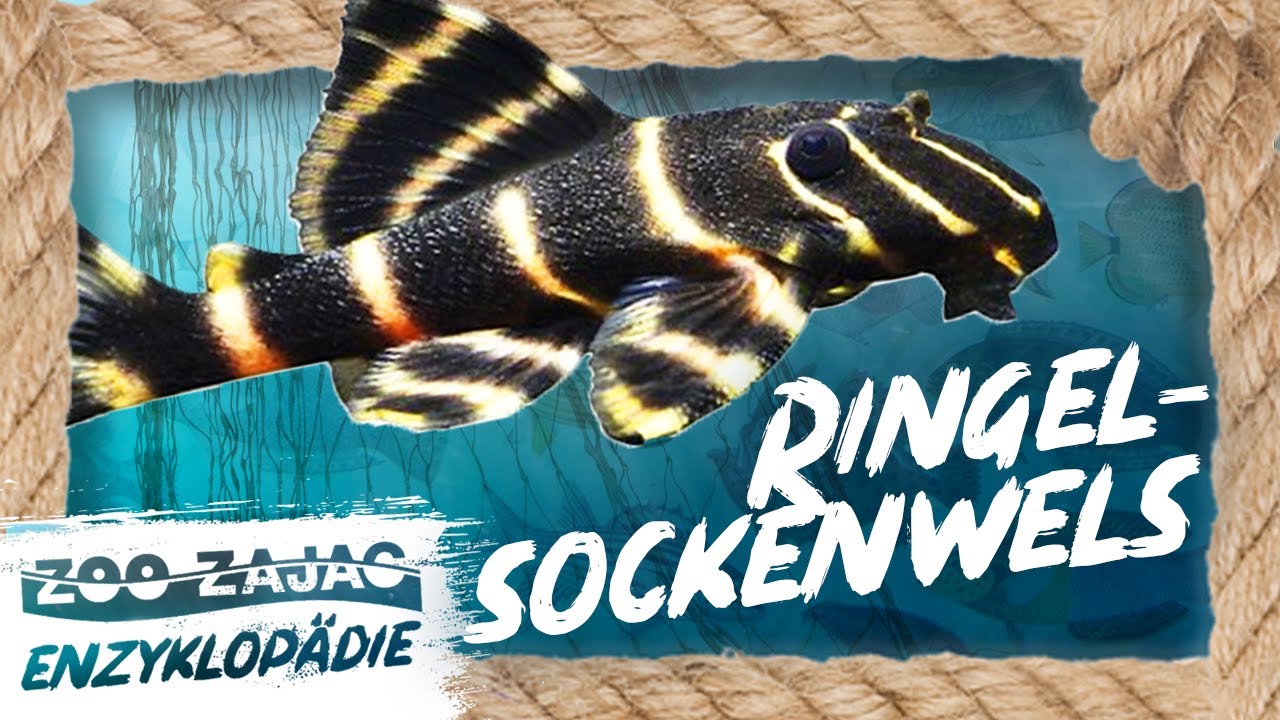 SCHWIMMENDE RINGELSOCKEN | FISCHENZYKLOPÄDIE | ZOO ZAJAC