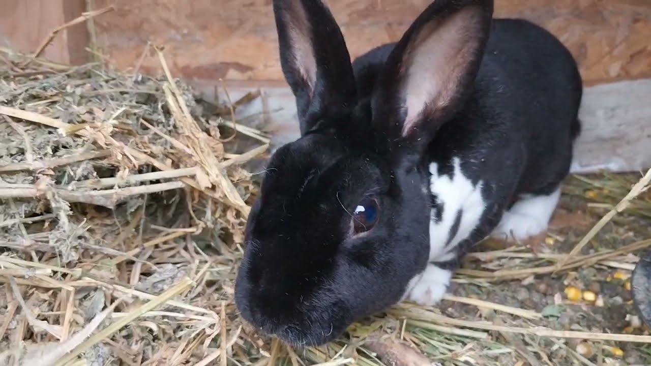 Gaini Rate Iepuri Cocosi prezentare de animale din Curte