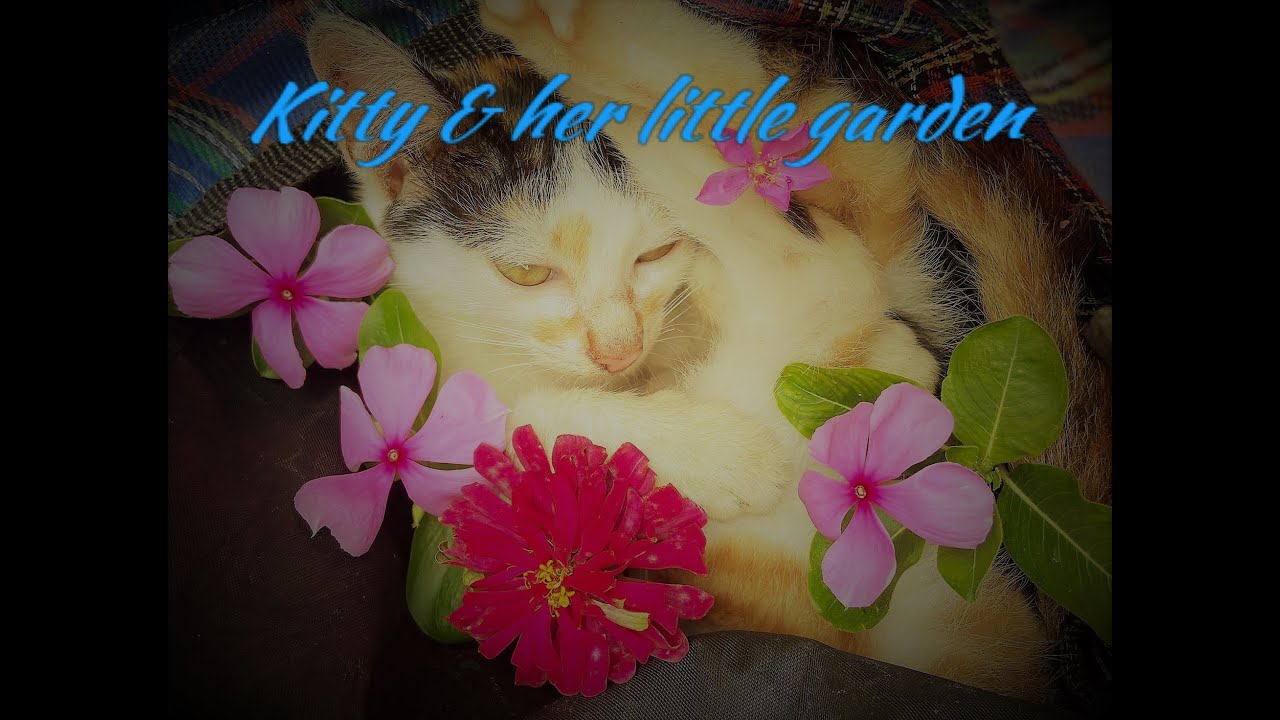 Kitty & her Little Garden