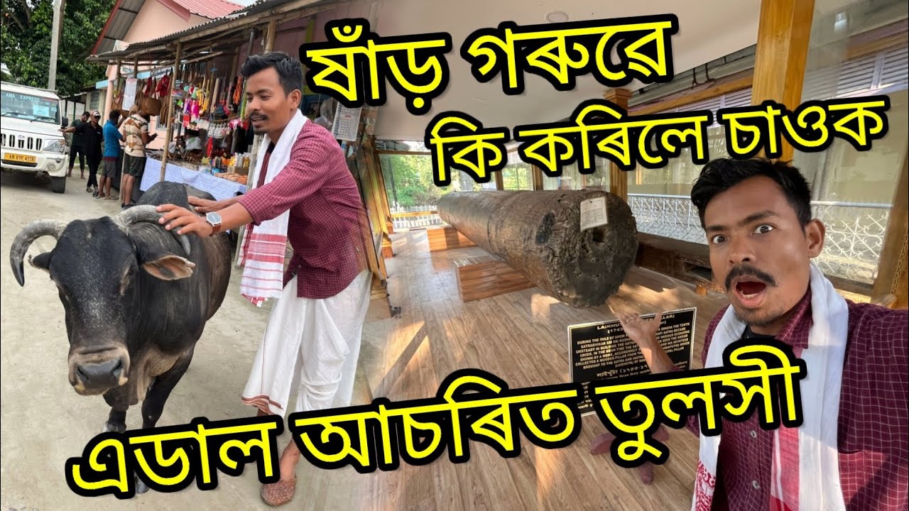 Majuli ত ষাঁড় গৰু লগত যুদ্ধ কৰিলোঁ - Auniati satra