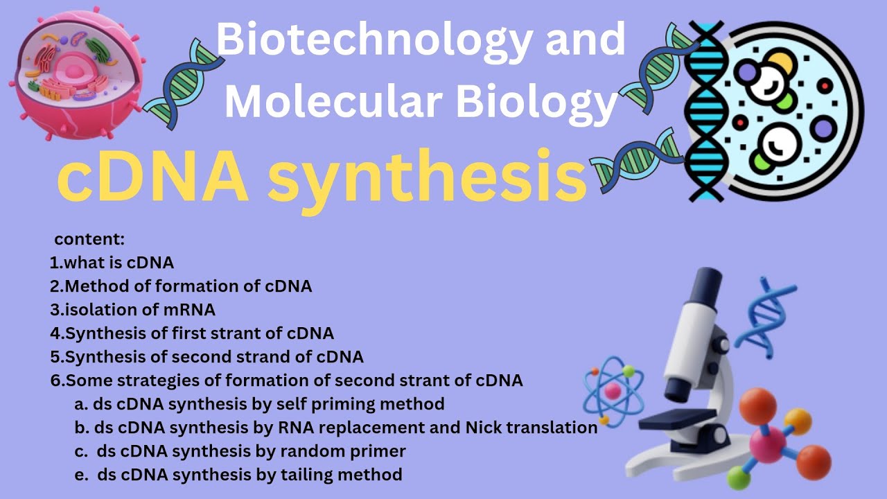 cDNA Synthesis Protocol by Reverse Transcription | Construction of recombinant cDNA from mRNA