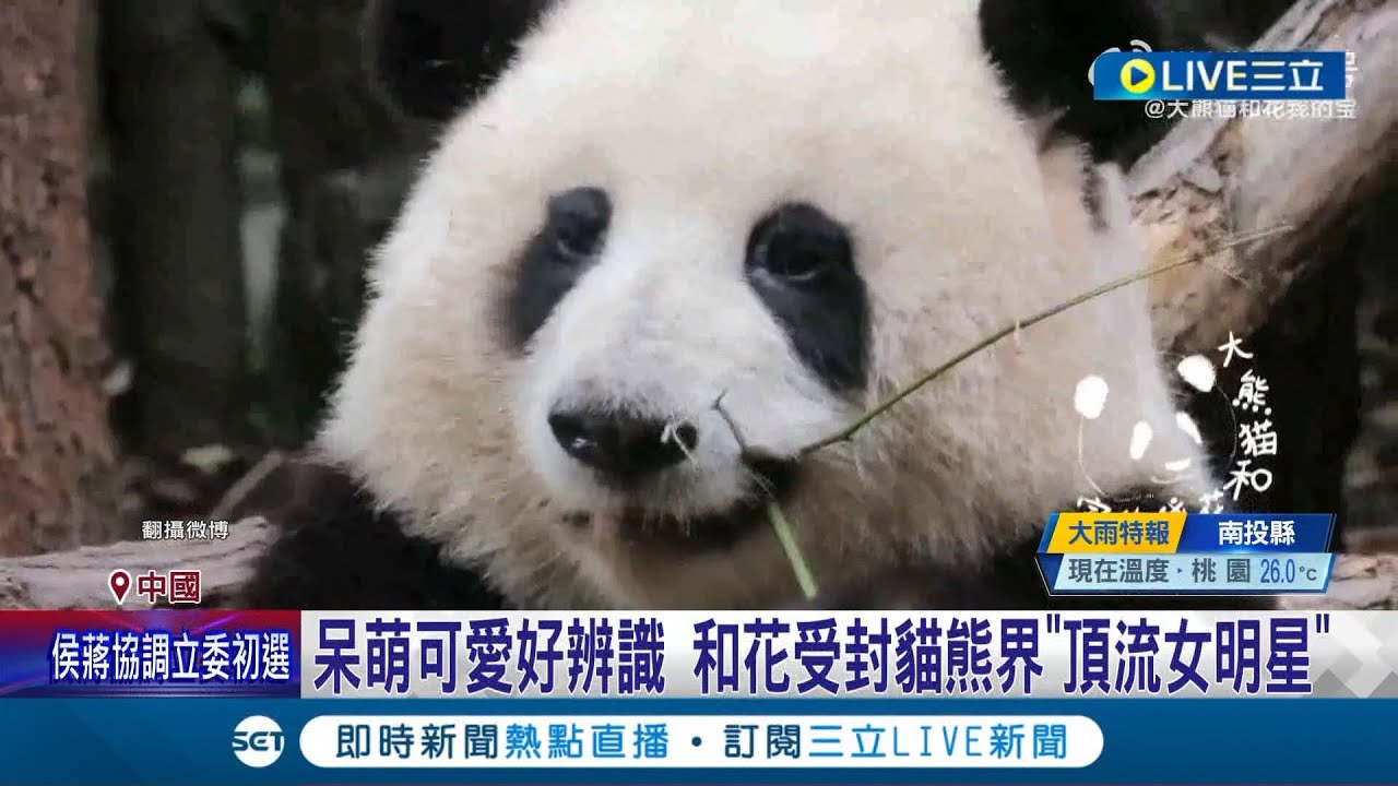 萌翻！中國貓熊界的女網紅