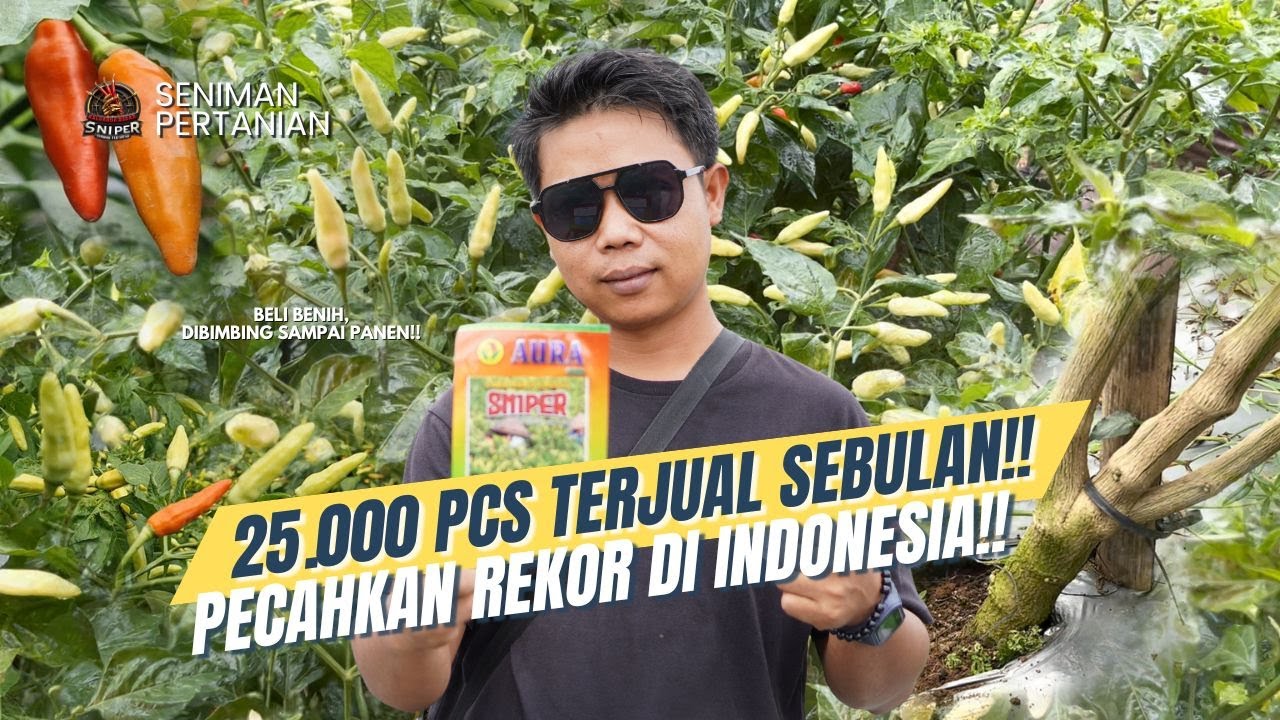 JANGAN SALAH PILIH‼️VARIETAS CABE PALING LAKU 2025, TOLERAN VIRUS DAN JAMUR‼️