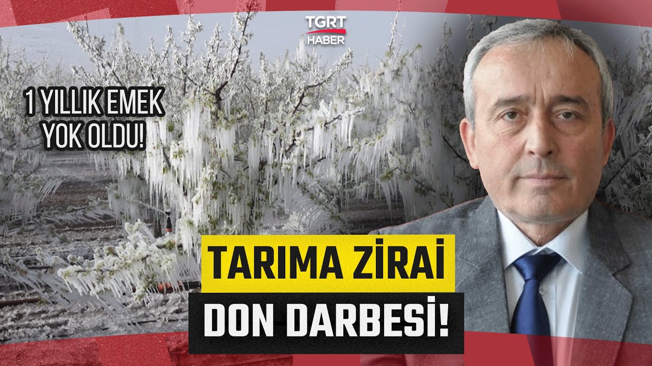 Tarımda Büyük Darbe: 36 İli Vuran Zirai Don Üretimi Felce Uğrattı! - TGRT Haber