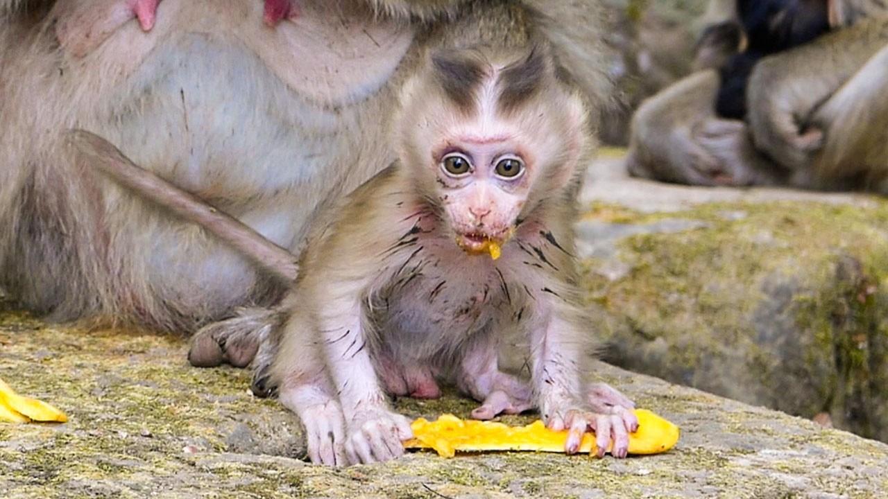 Calm wild life | Monkey baby Boris seems to be better days by days & HE loves mangos
