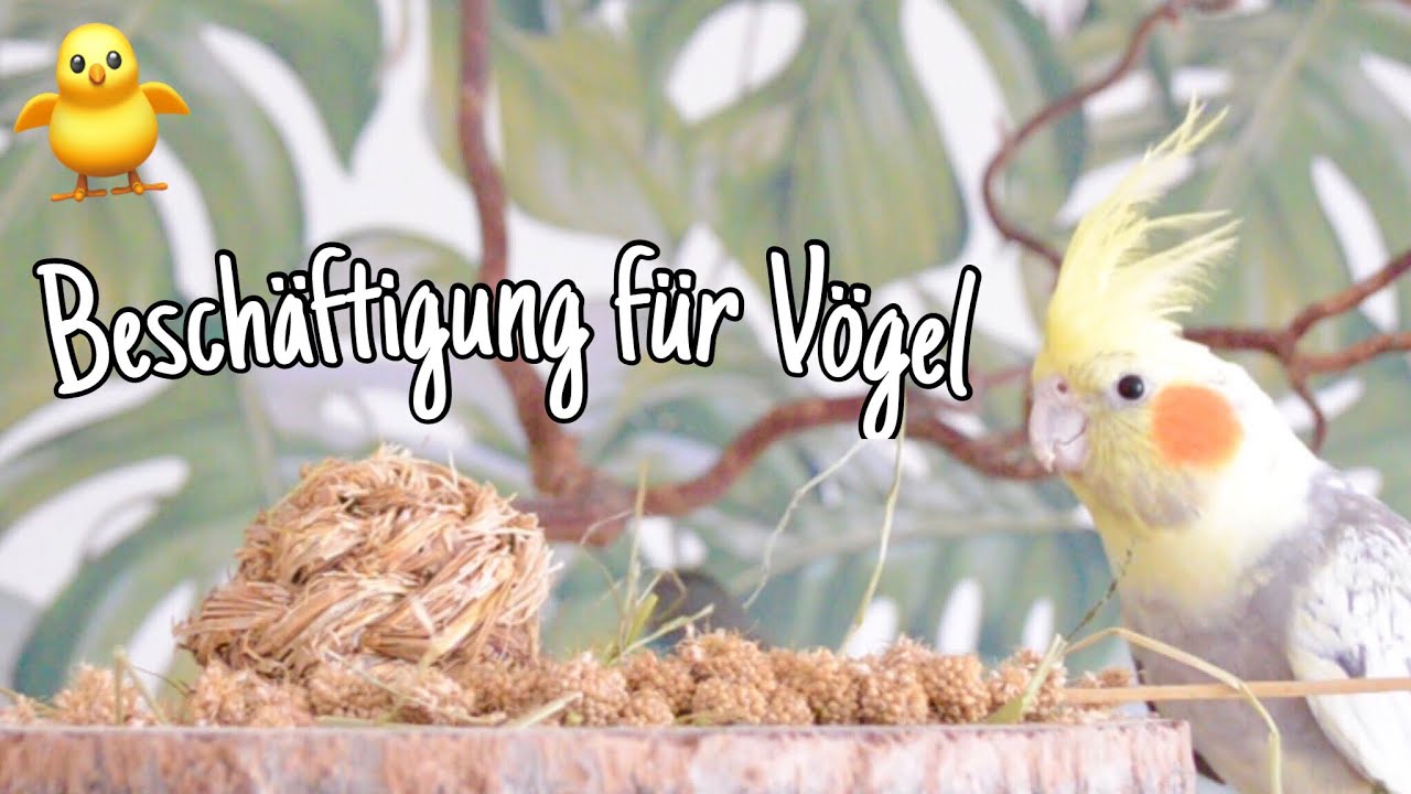 Beschäftigung für Vögel (Wühlkiste neu gestalten + süße Vogelaufnahmen)