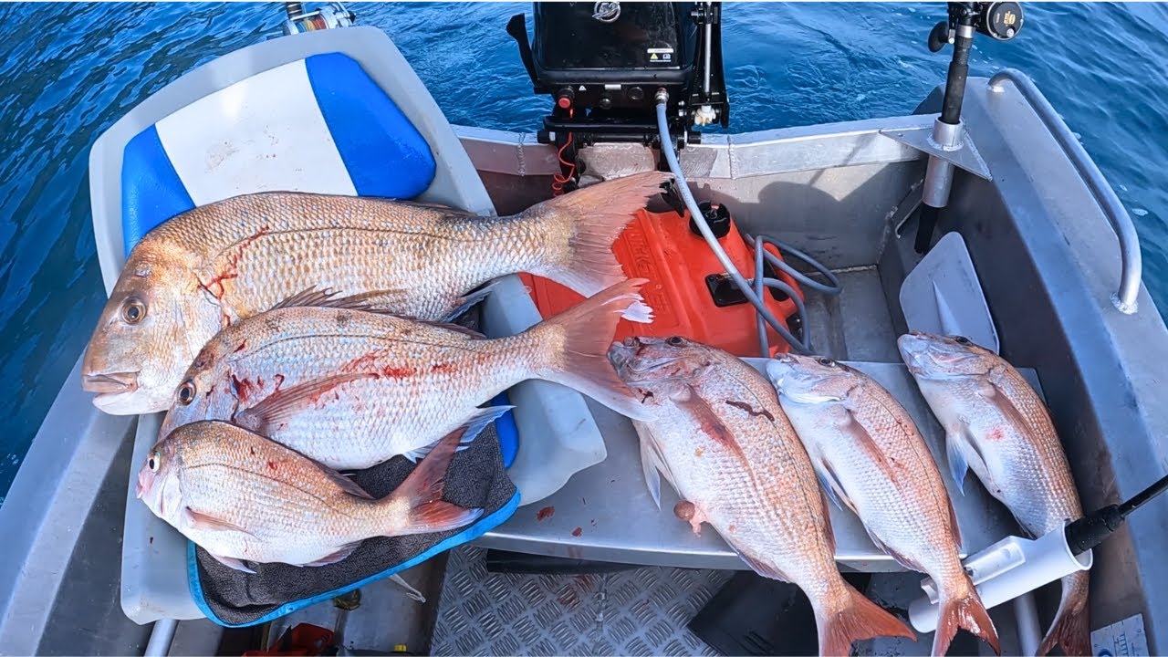 INSANE WINTER SNAPPER FISHING - Kapiti Coast Fishing