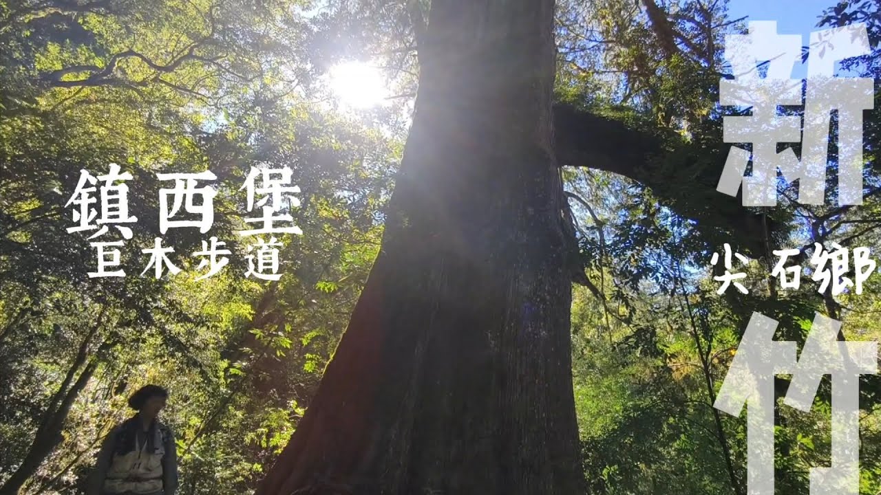 【鎮西堡巨木步道】新竹縣尖石鄉全台巨木最多最密集的森林祕境 鎮西堡部落 | 鎮西堡巨木步道A區 + B區 一日行程