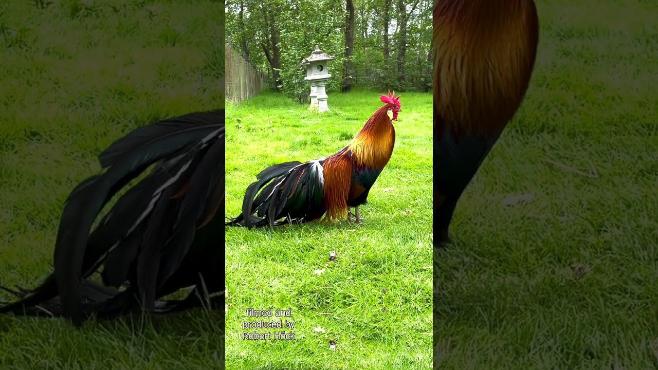 Ph&ouml;nix Hahn kr&auml;ht! Rooster of the rare Phoenix chicken crowing - Ph&ouml;nix H&uuml;hner Farbschlag Goldhalsig