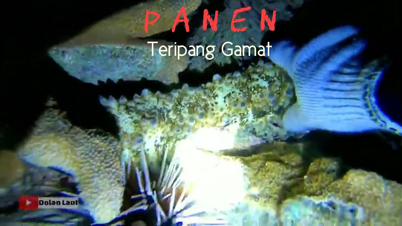 NIGHT SPEARFISHING EPISODE 5 | PANEN TERIPANG | SEA ​​CUCUMBER