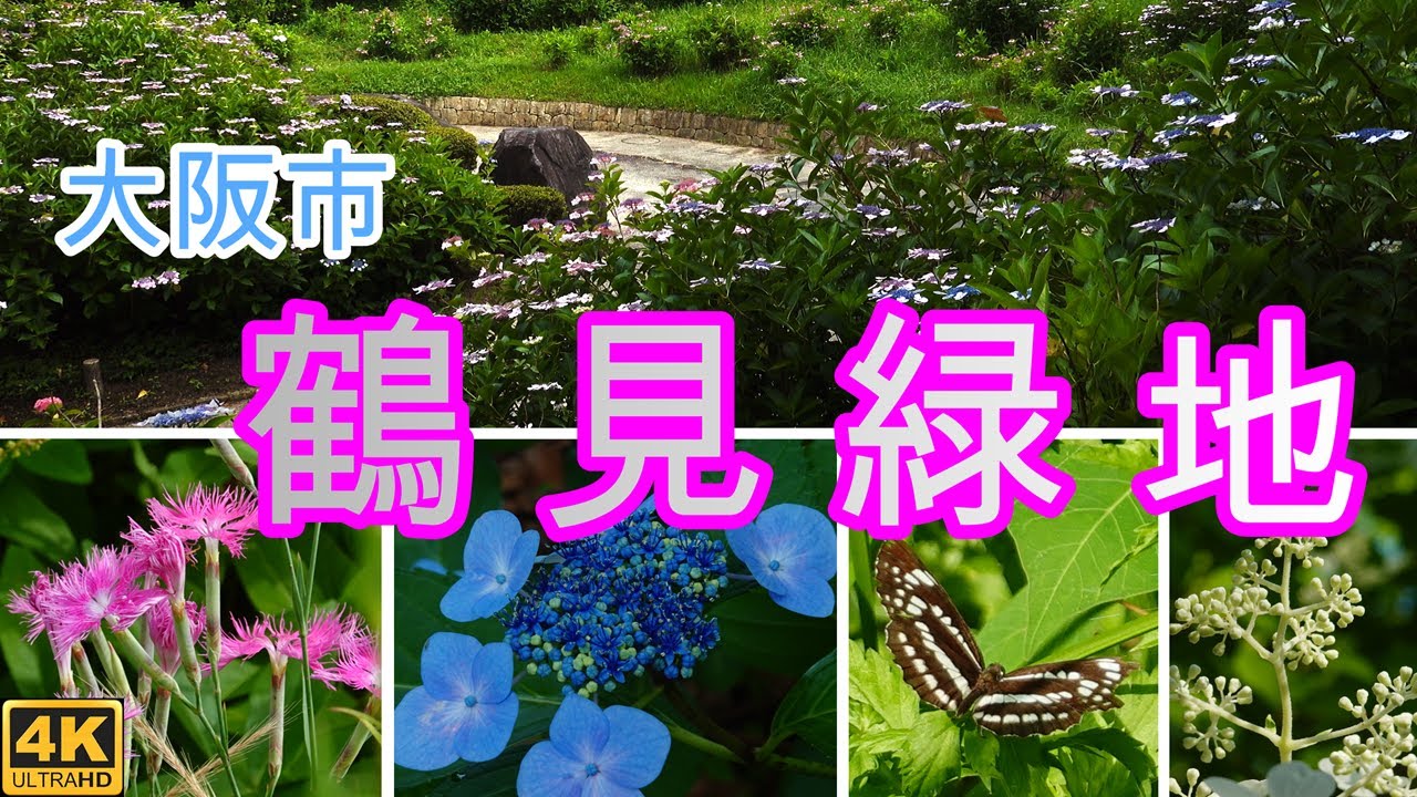 大阪市の鶴見緑地へアジサイを見に行きました。
