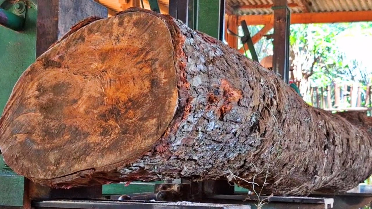 The process of sawing old mahogany wood is amazing at the sawmill 