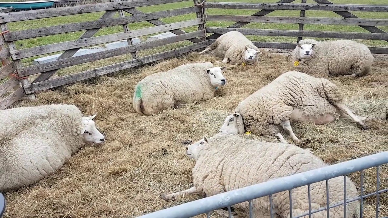Lammetjes Grootschermer