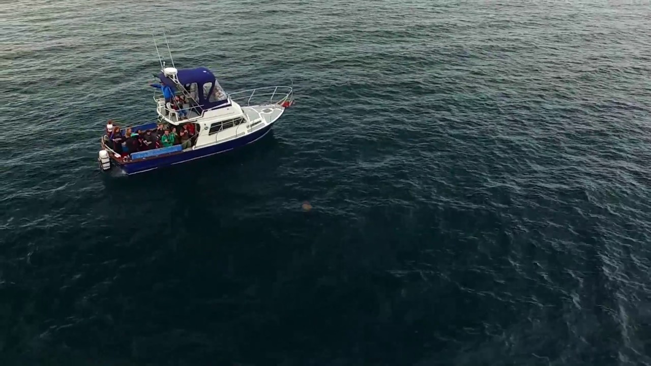 Episode 4: Basking Shark Feature