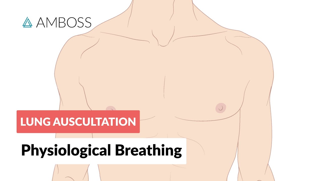 Physiological breathing - Lung Auscultation - Episode 1