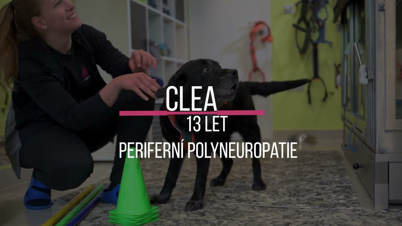 PhysioDog - Clean (13 let), ochrnutí, periferní polyneuropatie