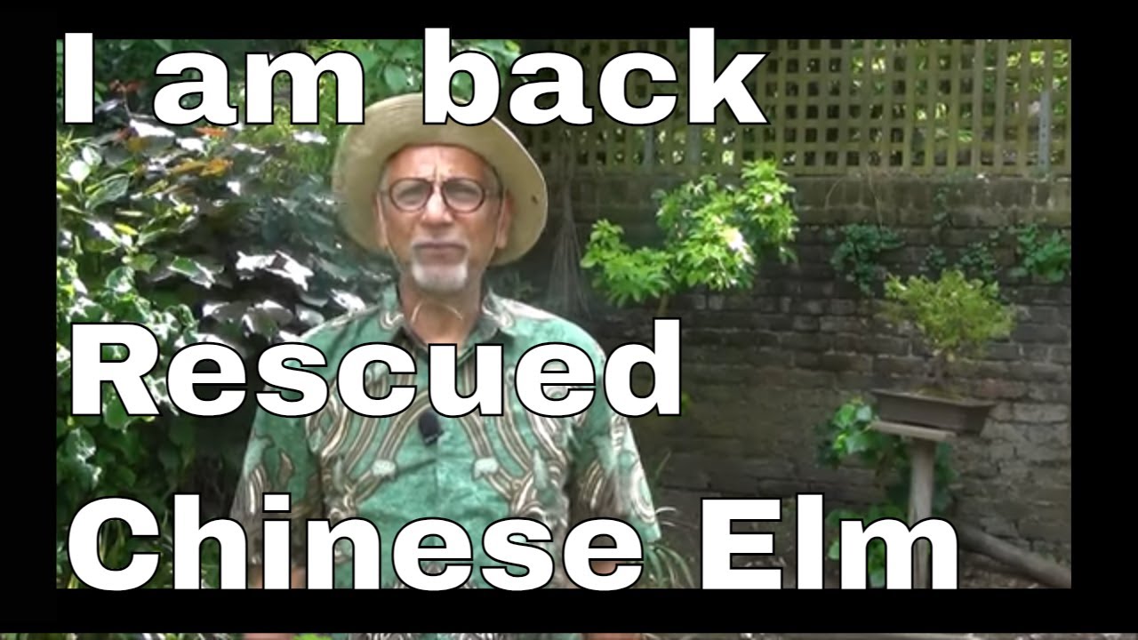 I am Back - with a rescued Chinese Elm Bonsai Tree, Repotted.  Iqbal Khan, mikbonsai,