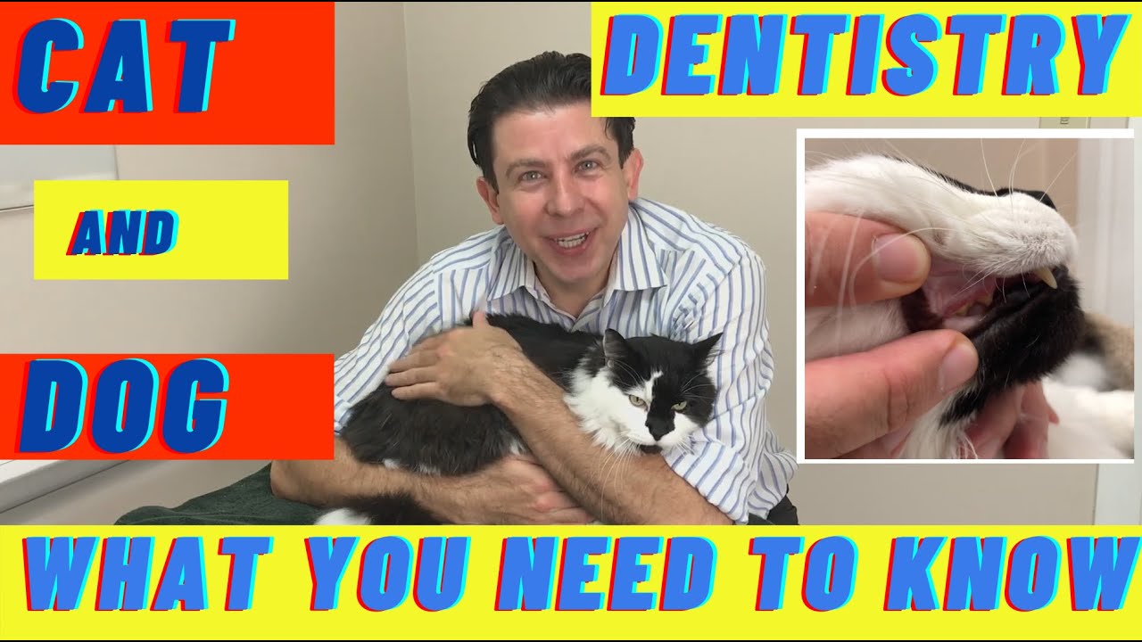 Cat and Dog dental cleaning -  what you need to know