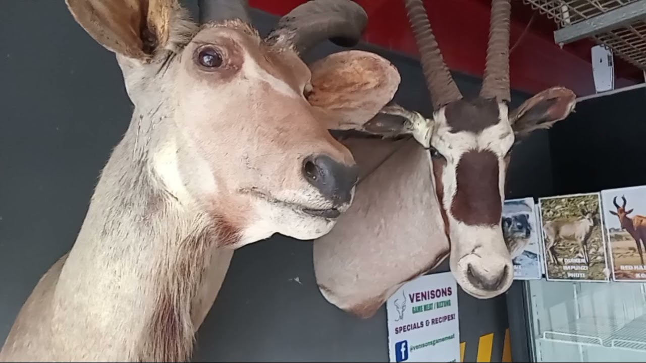 MEAT SHOP (JOHANNESBURG) STUFF ANIMALS 😋 👌 😍 ✨ 🙌 ♥ 