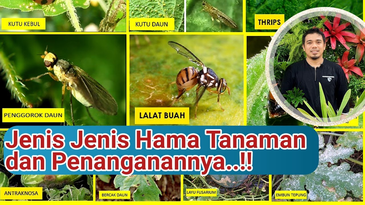 Jenis jenis hama tanaman, cara mengatasi hama tanaman, hama dan penyakit tanaman,