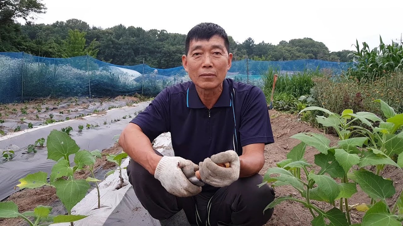야콘 재배방법과 저장방법,  어떻게 하면 가장 맛있을까요?