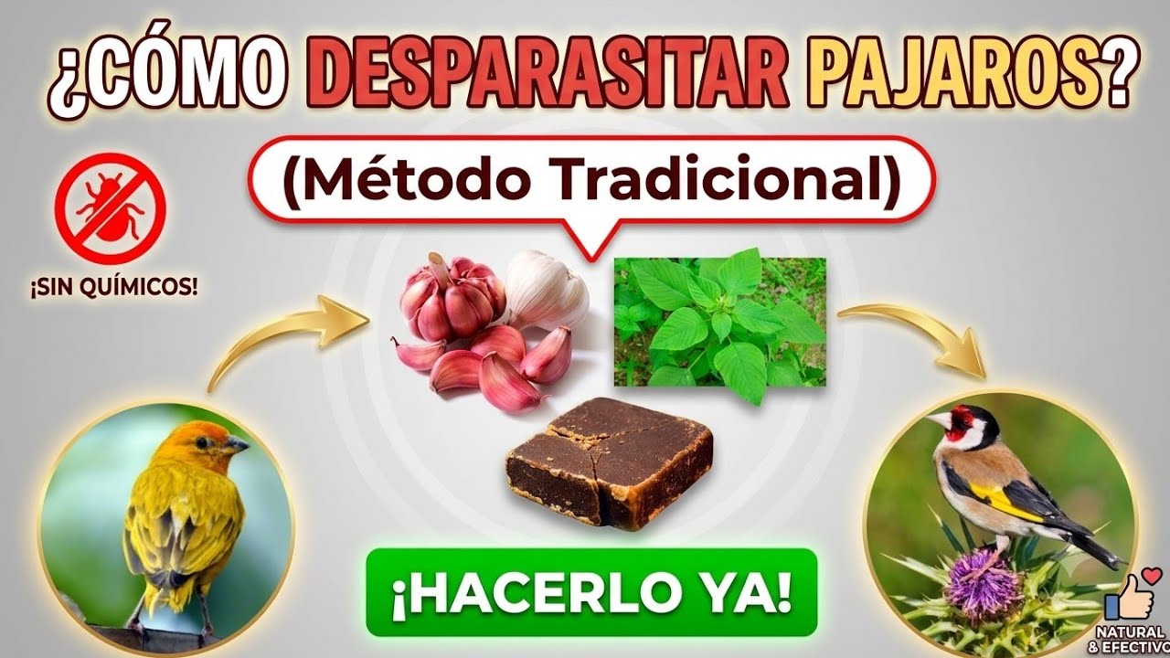 🐦Cómo desparasitar canarios criollos y cualquier pajaro 💥Método efectivo💥