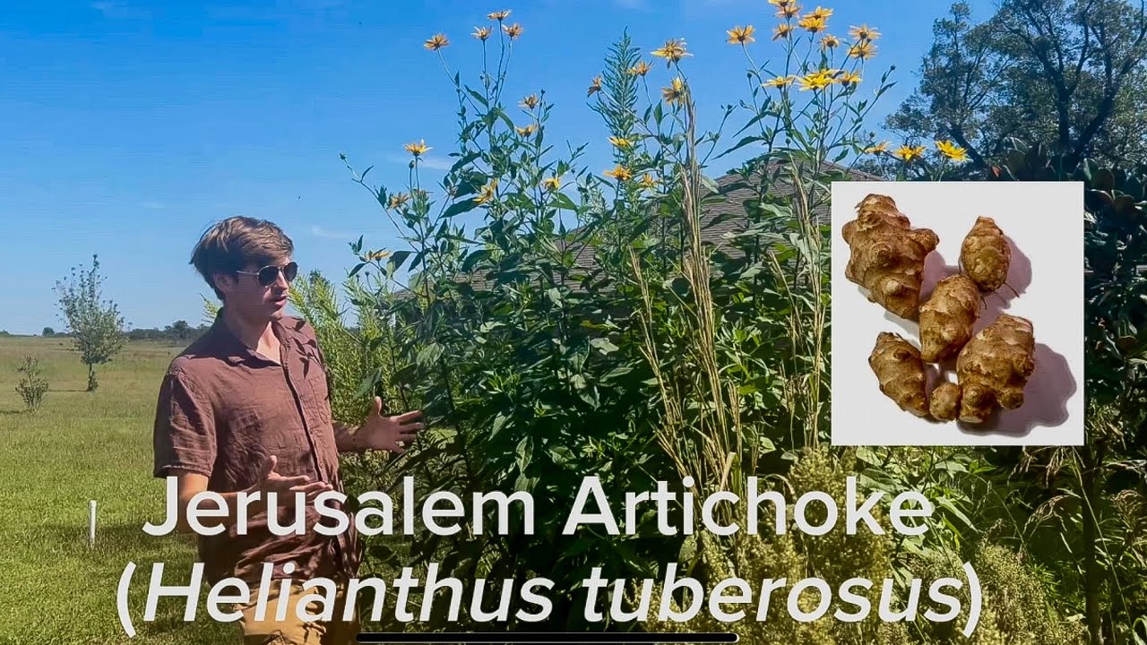 Jerusalem Artichoke: This Plant Might Save Your Life: Plant of the Day