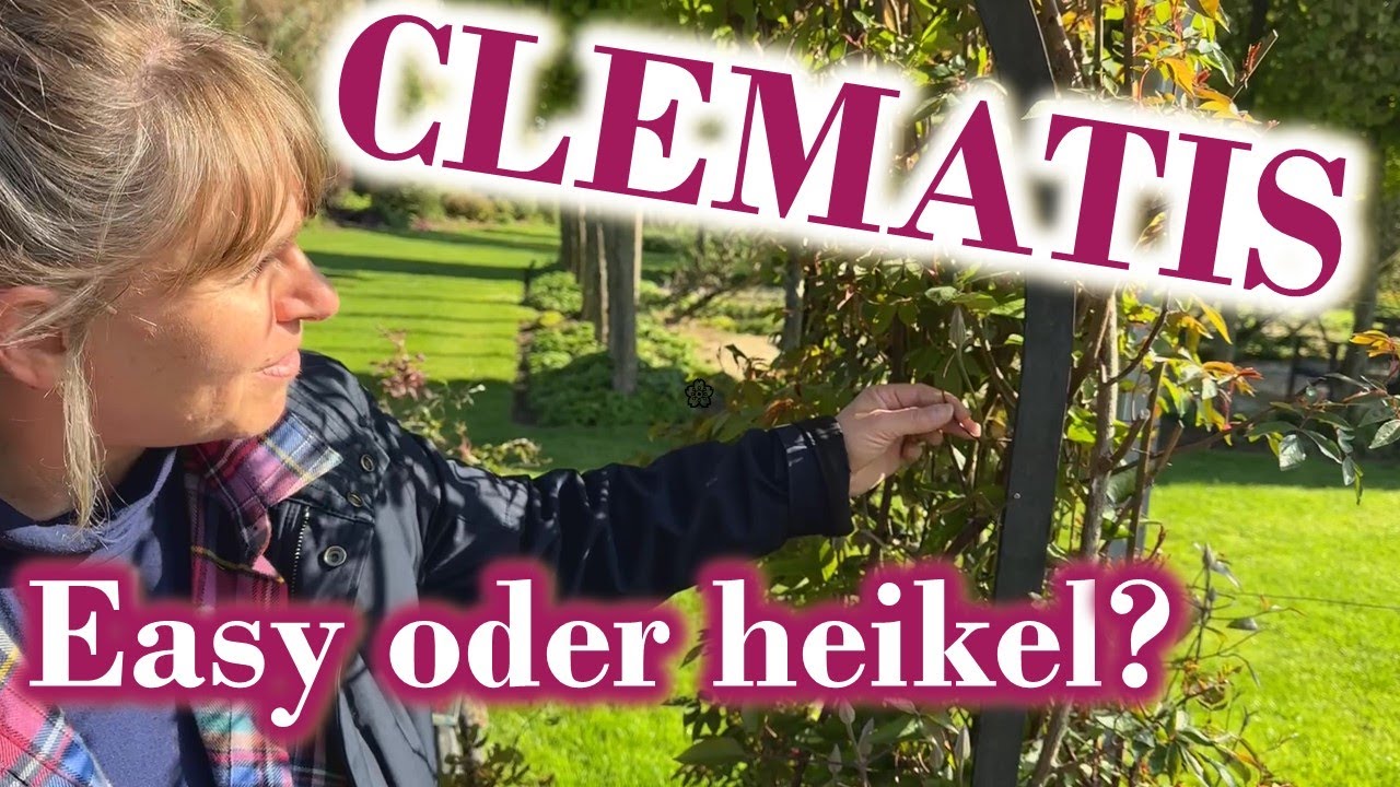 CLEMATIS – ideale Rosen-Begleiter nicht nur im Garten 🌞