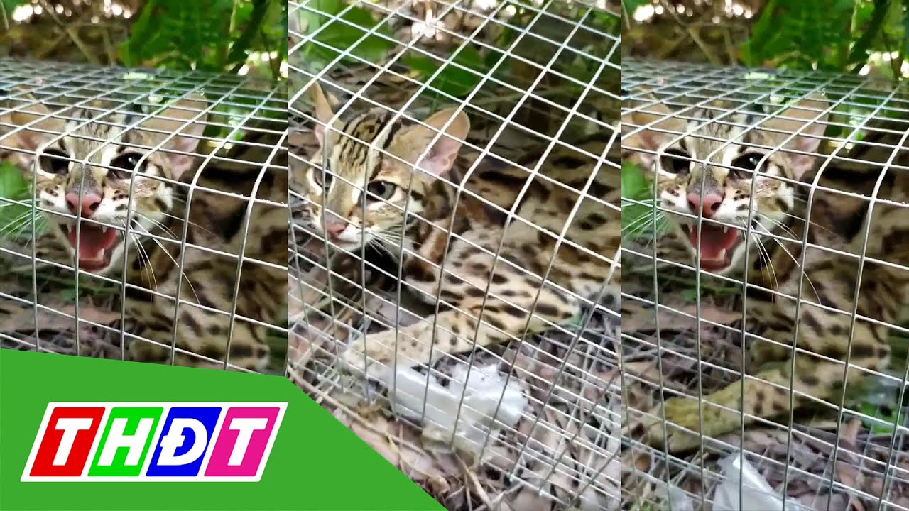 Tiền Giang: Kiểm tra việc nghi bắt 
