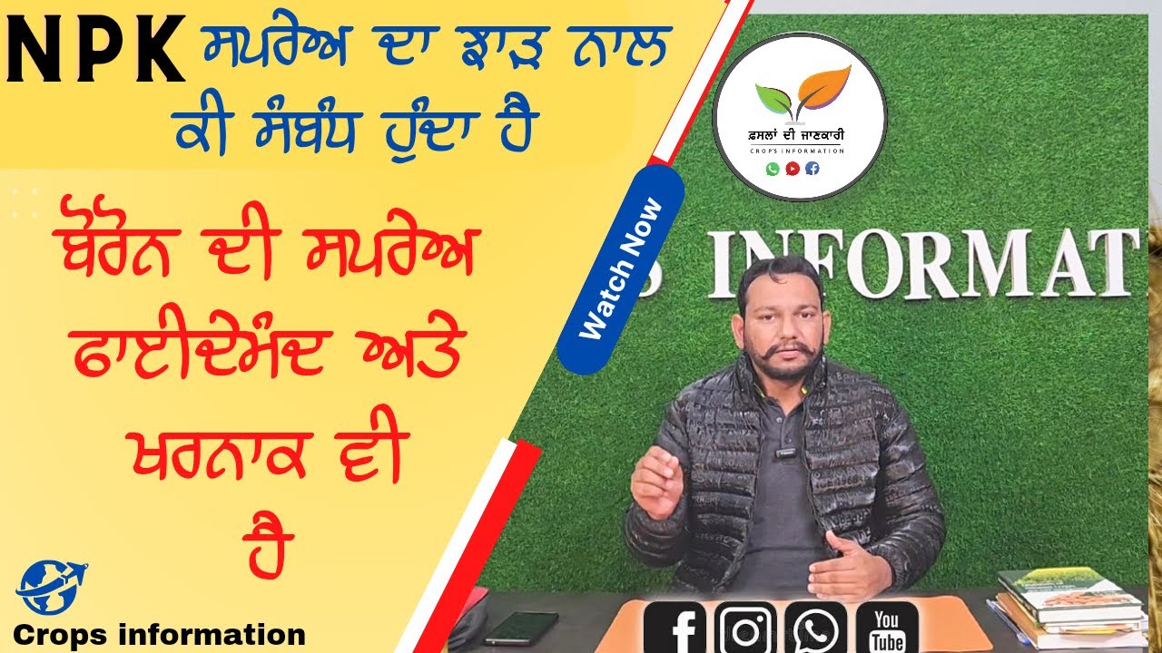 ਕਣਕ ਦਾ ਝਾੜ ਵਧਾਉਣ ਦੇ ਚੱਕਰਾਂ ਚ ਕਿਵੇਂ ਖੱਜਲਖੁਆਰੀ wheat crop high yield mistakes