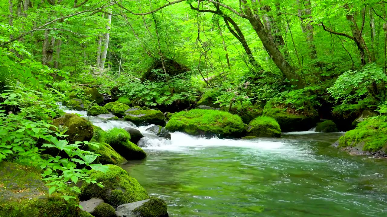 Mountain Stream in Green Forest. Nature Sounds, Flowing River Stream, White Noise 10 hours to Sleep.