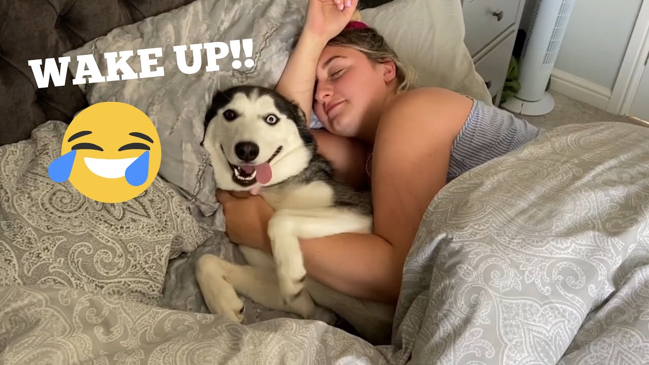 Hilarious Husky Puppy Wakes Mum Up In The Funniest Way!! [TRY NOT TO LAUGH!]