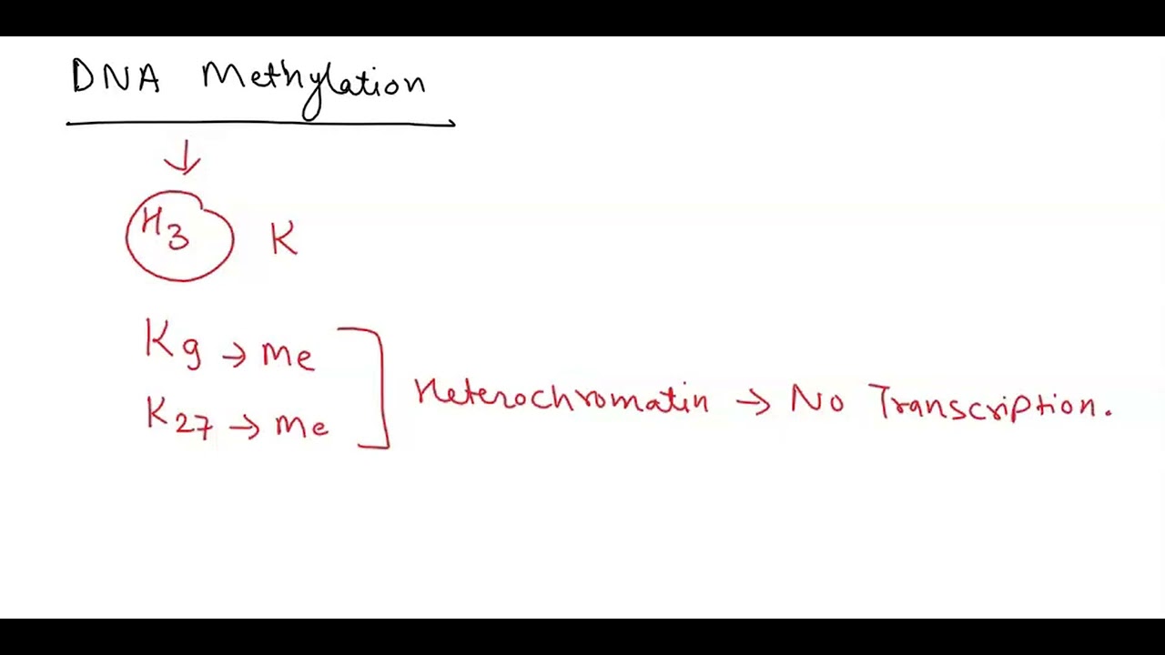 Which is FALSE concerning DNA methylation? A. Cytosines become methylated B. Methylation affects pr&hellip;
