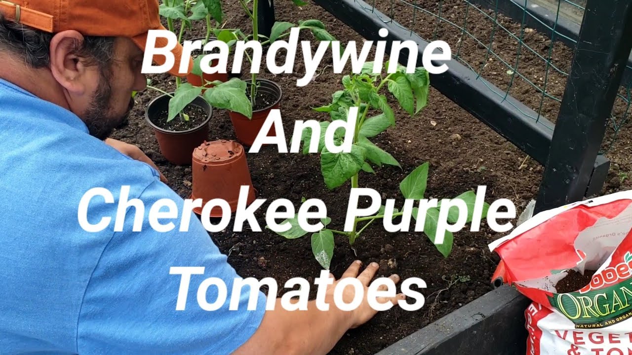 Brandywine And Cherokee Purple Tomatoes Seed to Harvest