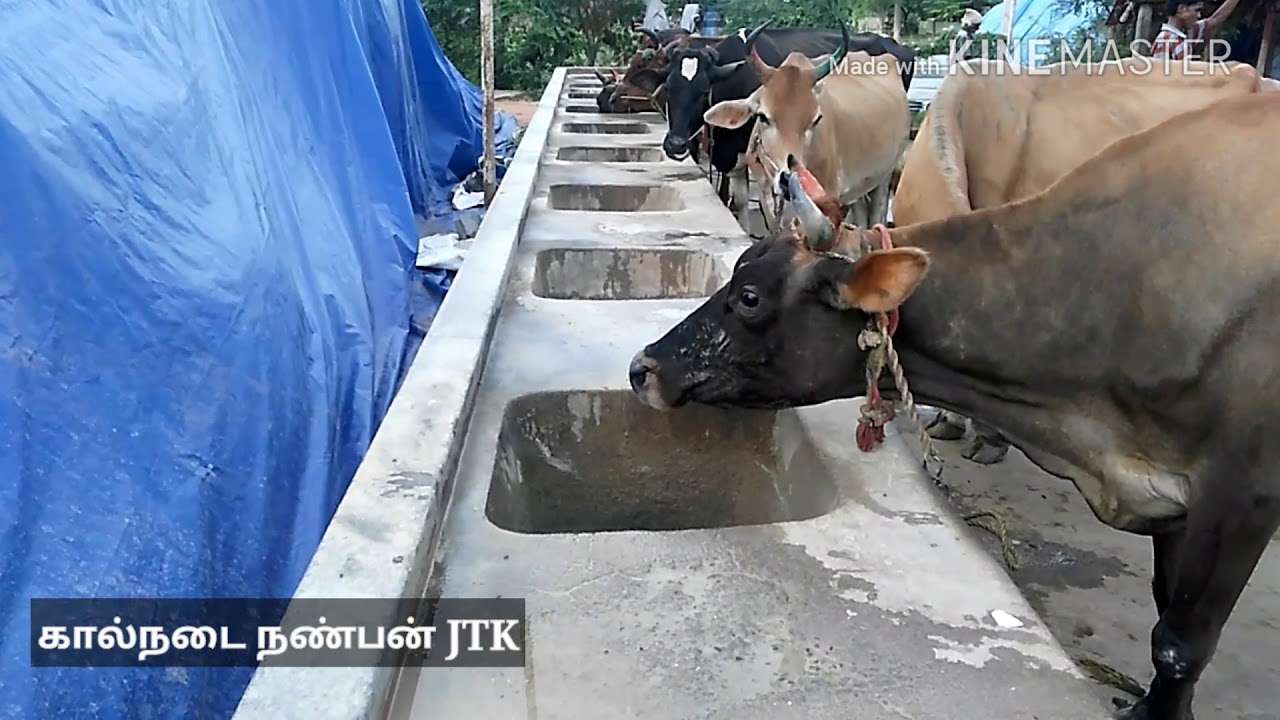 தீவன தொட்டி அமைப்பு (Feed manger)