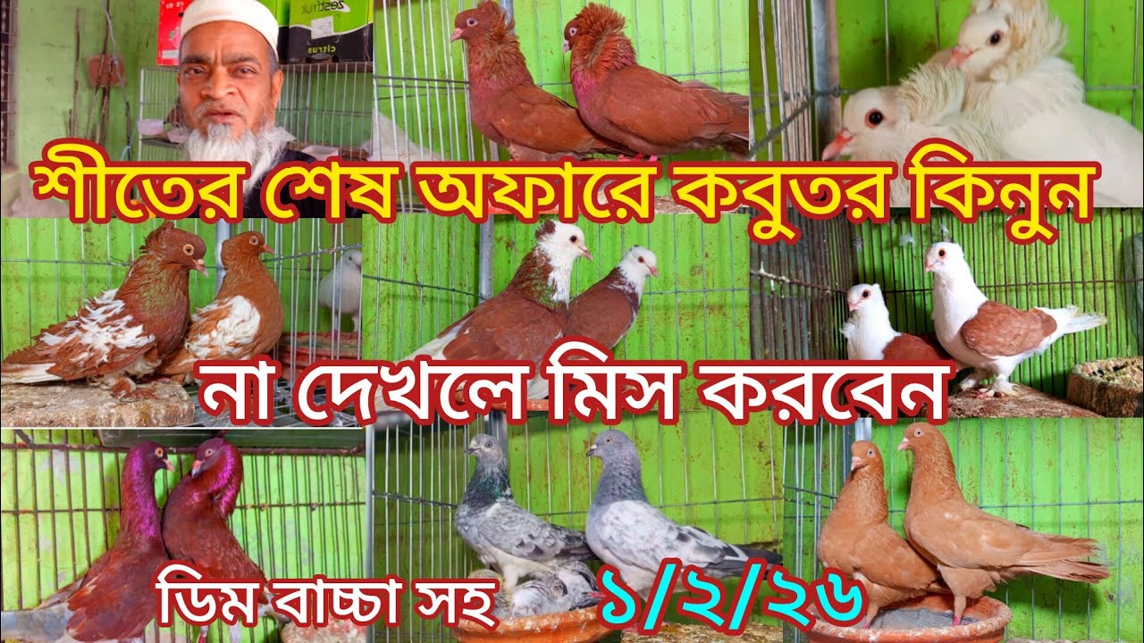 ডিম বাচ্চা সহ শীতের শেষ অফারে কবুতর কিনুন একদম পাইকারি দামে 