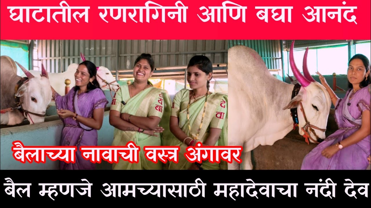 बैलगाडी शर्यतीला गेलं की सगळं विसरून जातं घाटातील रणरागिनी आनंद बघा भाग 1 #निसर्गाची_नाळ 