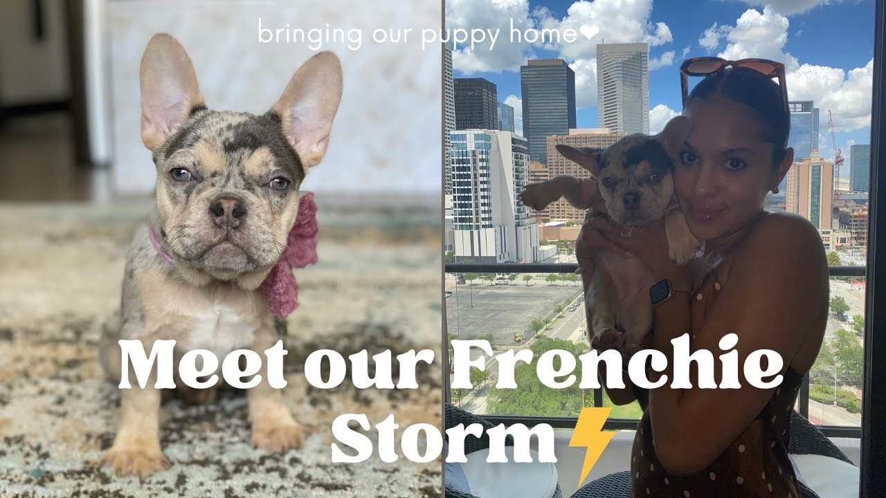 WE GOT A PUPPY! BRINGING HOME OUR TRI MERLE FRENCH BULLDOG! FIRST FEW DAYS HOME 🐾